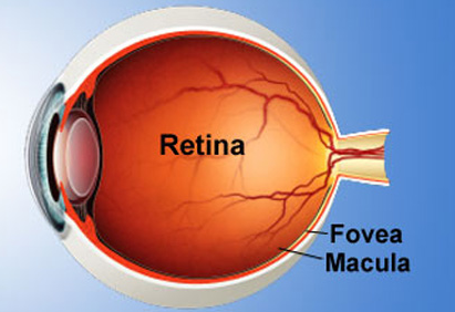 Retina